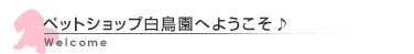 ペットショップ白鳥園にようこそ